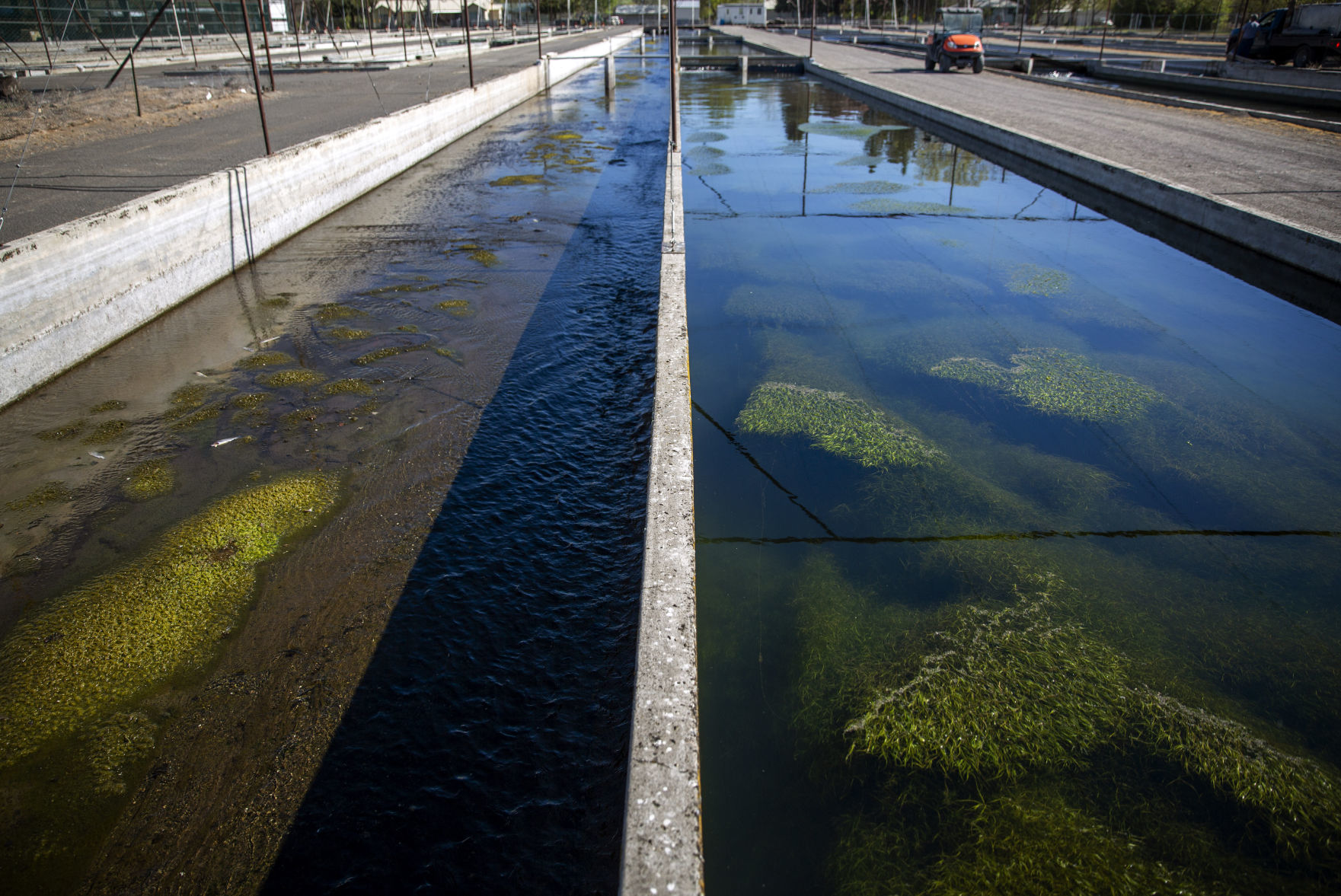 Aquaculture water